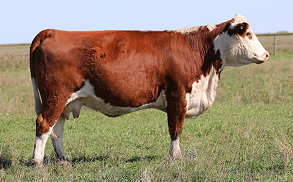 LPH 36C Cow